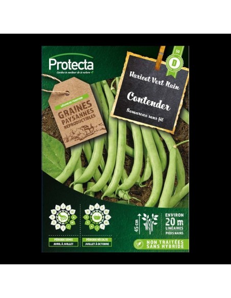 Haricot nain mangetout CONTENDER