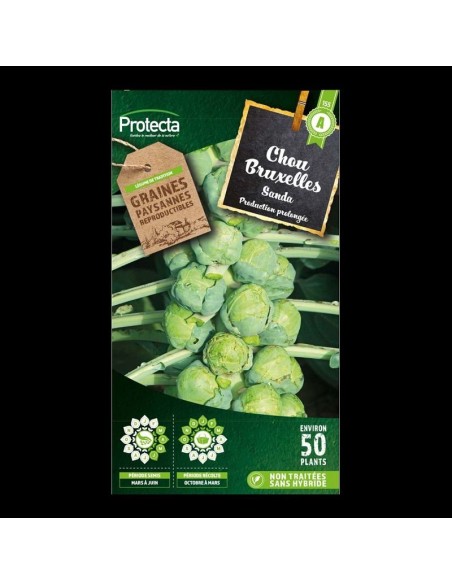 Chicorée endive de Bruxelles