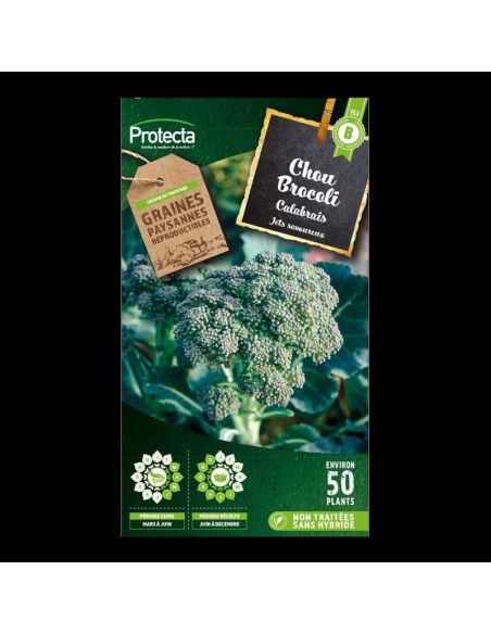 Chou Brocoli à jets verts Calabrais